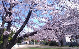こちらは、箕面市の杉谷公園。桜を見ると心が洗われます。