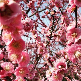 近所の箕川の梅がとっても綺麗です。
